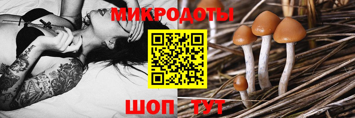 Осинники  Псилоцибиновые грибы Psilocybine cubensis  Вход с VPN 